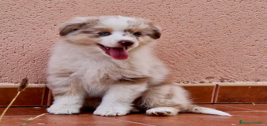 Imagen de galería {{count}}