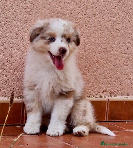 Imagen de galería {{count}}