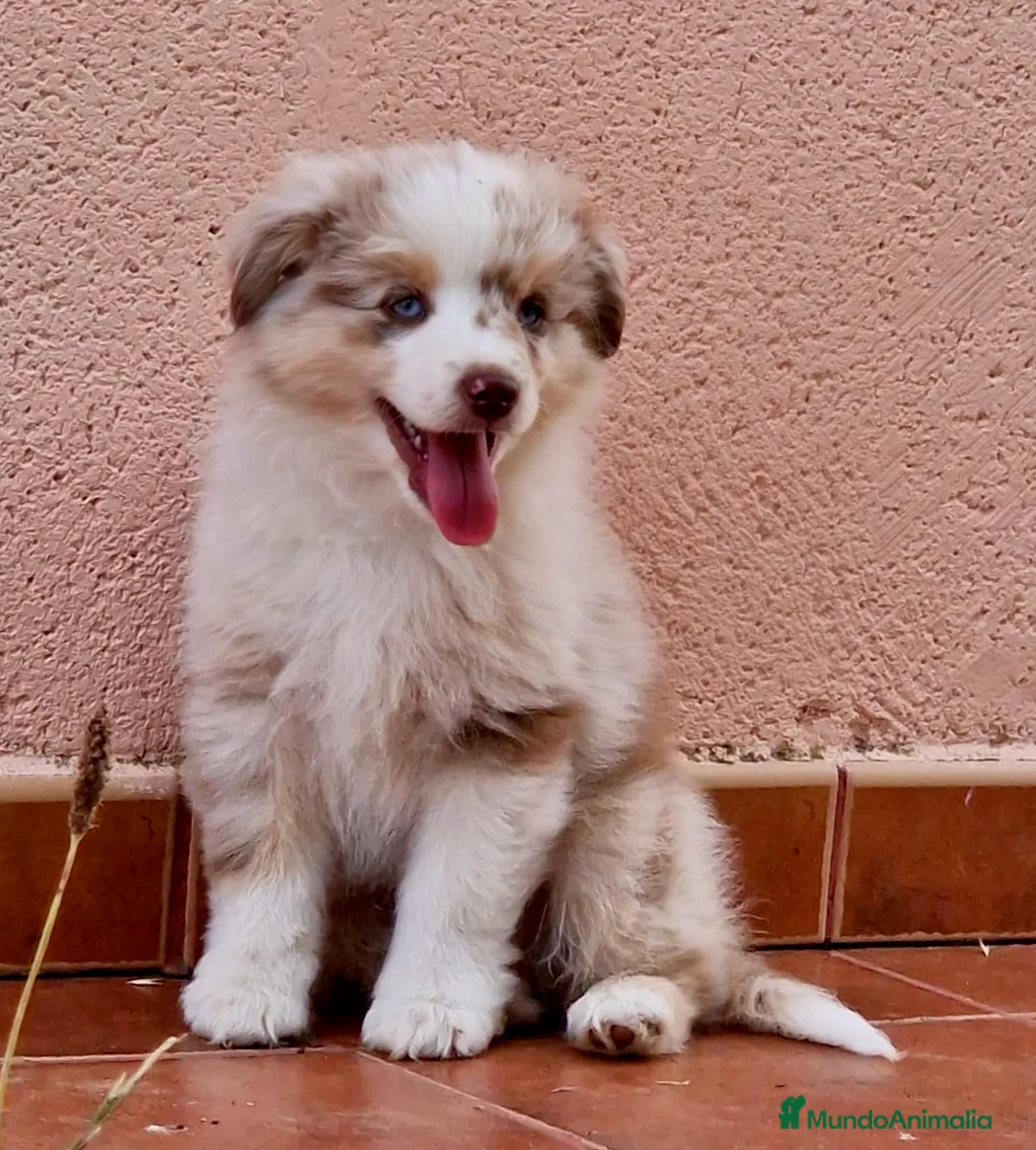 Imagen de galería {{count}}