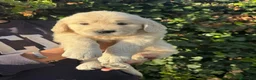 Golden Retriever perros en venta: golden retriever  - Anuncio 5