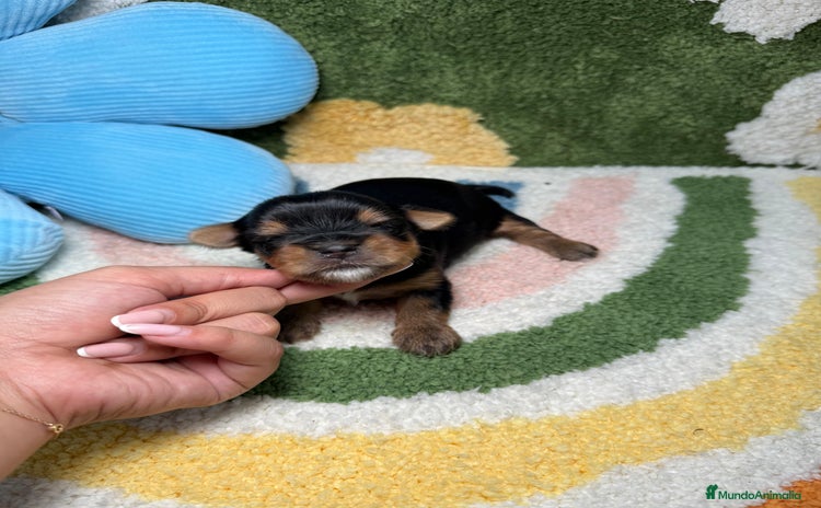 Yorkshire Terrier perros - Propaganda 1
