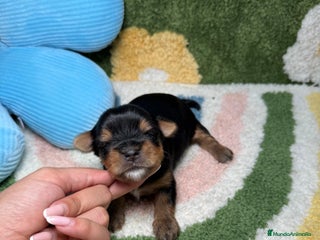 Yorkshire Terrier perros - Anuncio 10