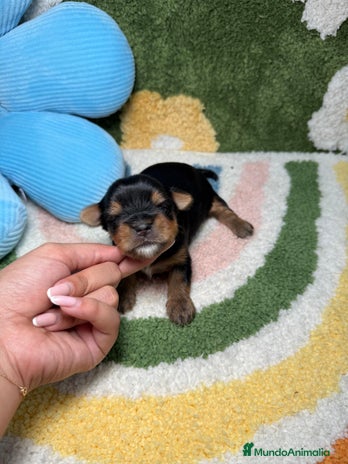 Yorkshire Terrier perros - Anuncio 4