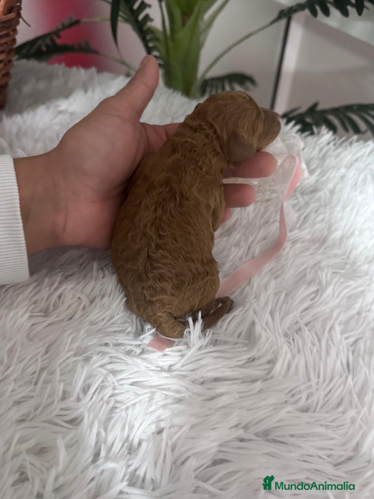 Caniche Toy perros CANICHE HEMBRA - Anuncio 28