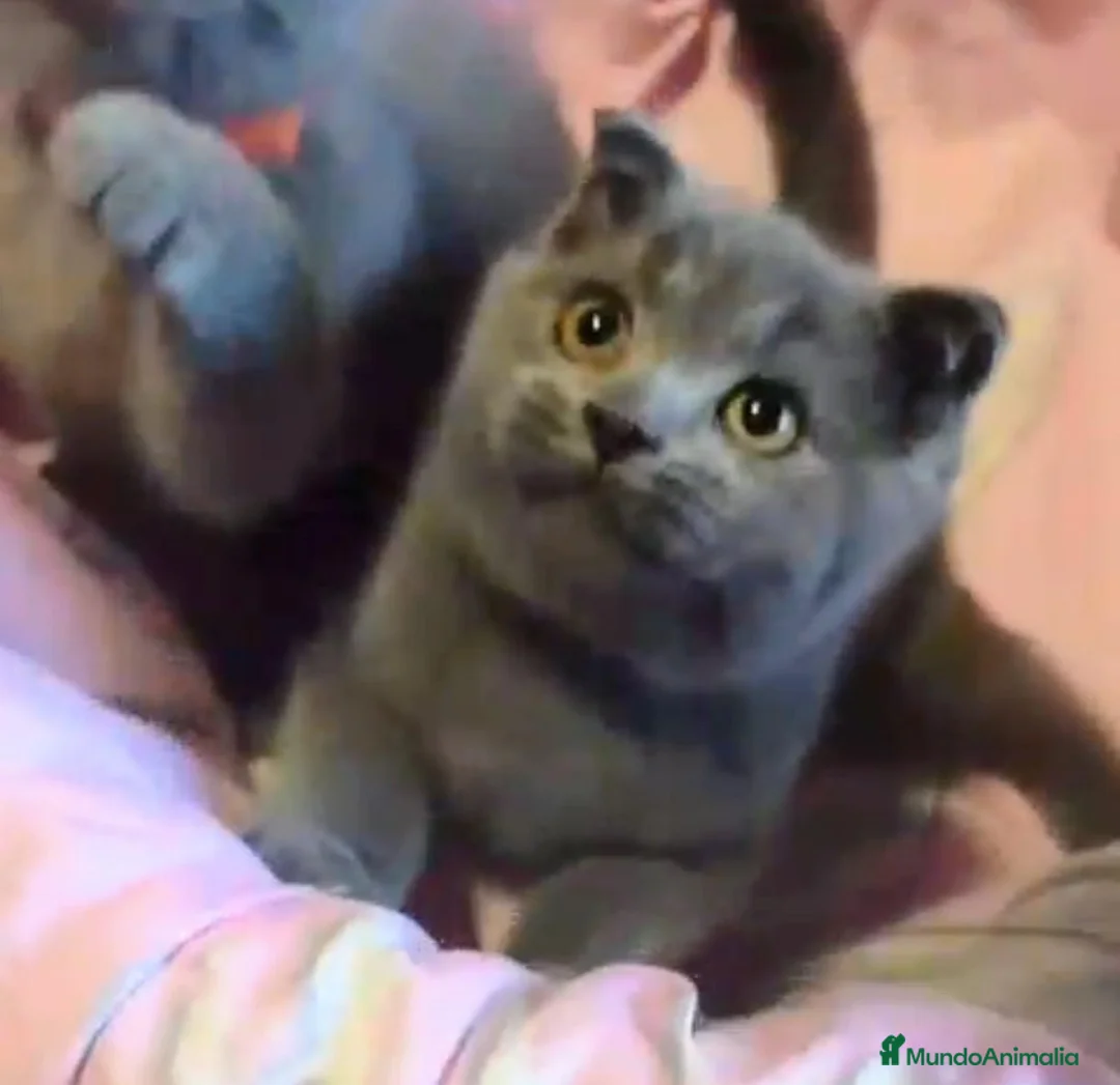 Scottish Fold gatos en venta: Scottish fold blue en Valencia - Anuncio 2