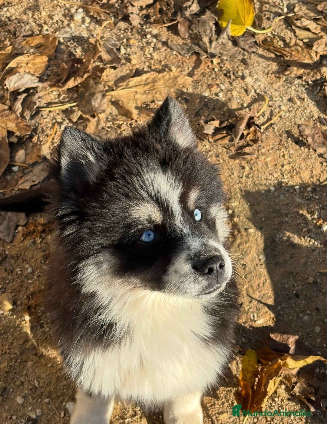 Pomsky perros en venta: Cachorro pomsky - Anuncio 9