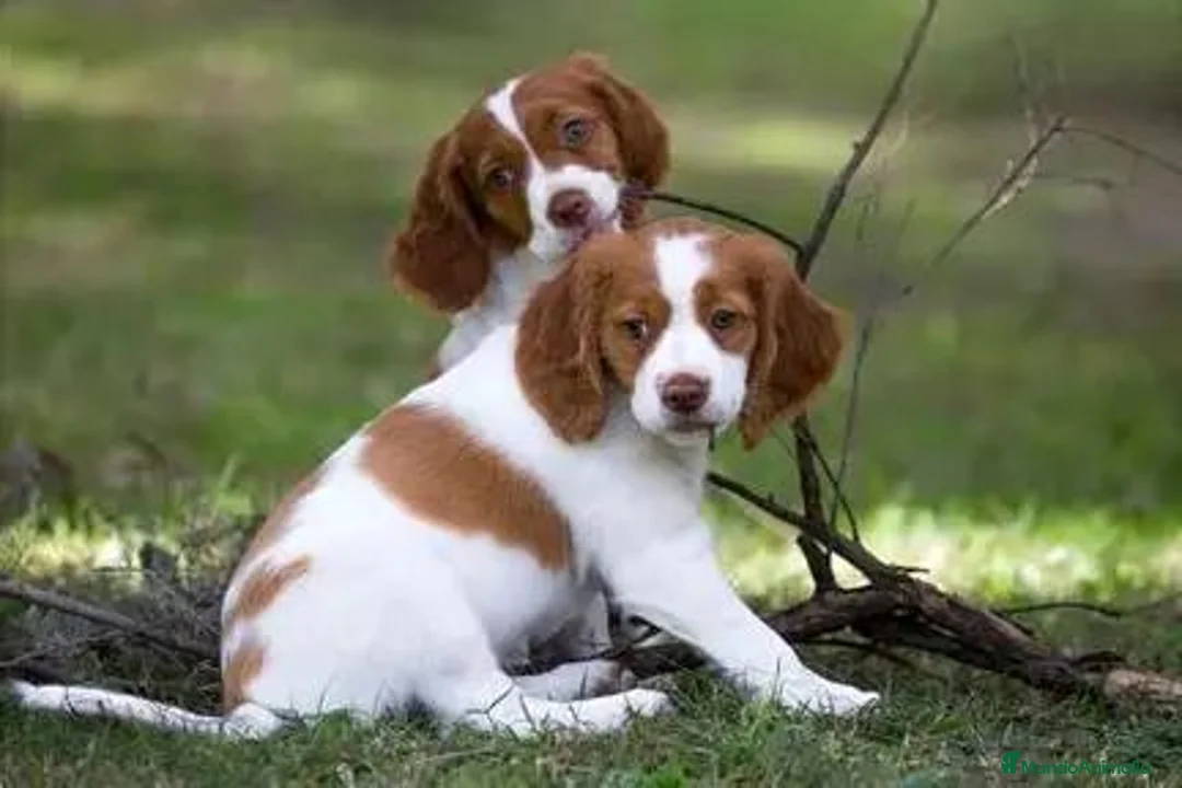 Épagneul Breton perros en venta: 🐶 CACHORRO DE BRETON – INICIADOS A LA CAZA 🐶 - Anuncio 1