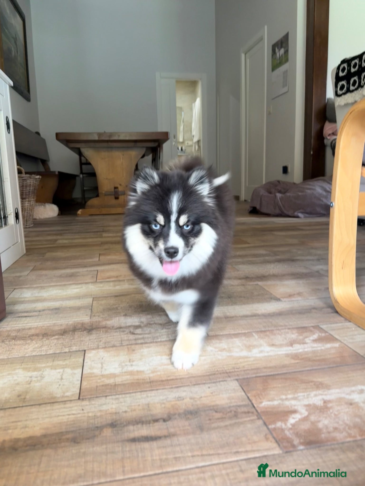Pomsky perros Última hembra Pomsky mini F5 - Anuncio 15