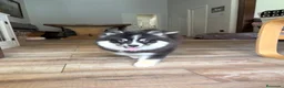 Pomsky perros en venta: Última hembra Pomsky mini F5 - Anuncio 3