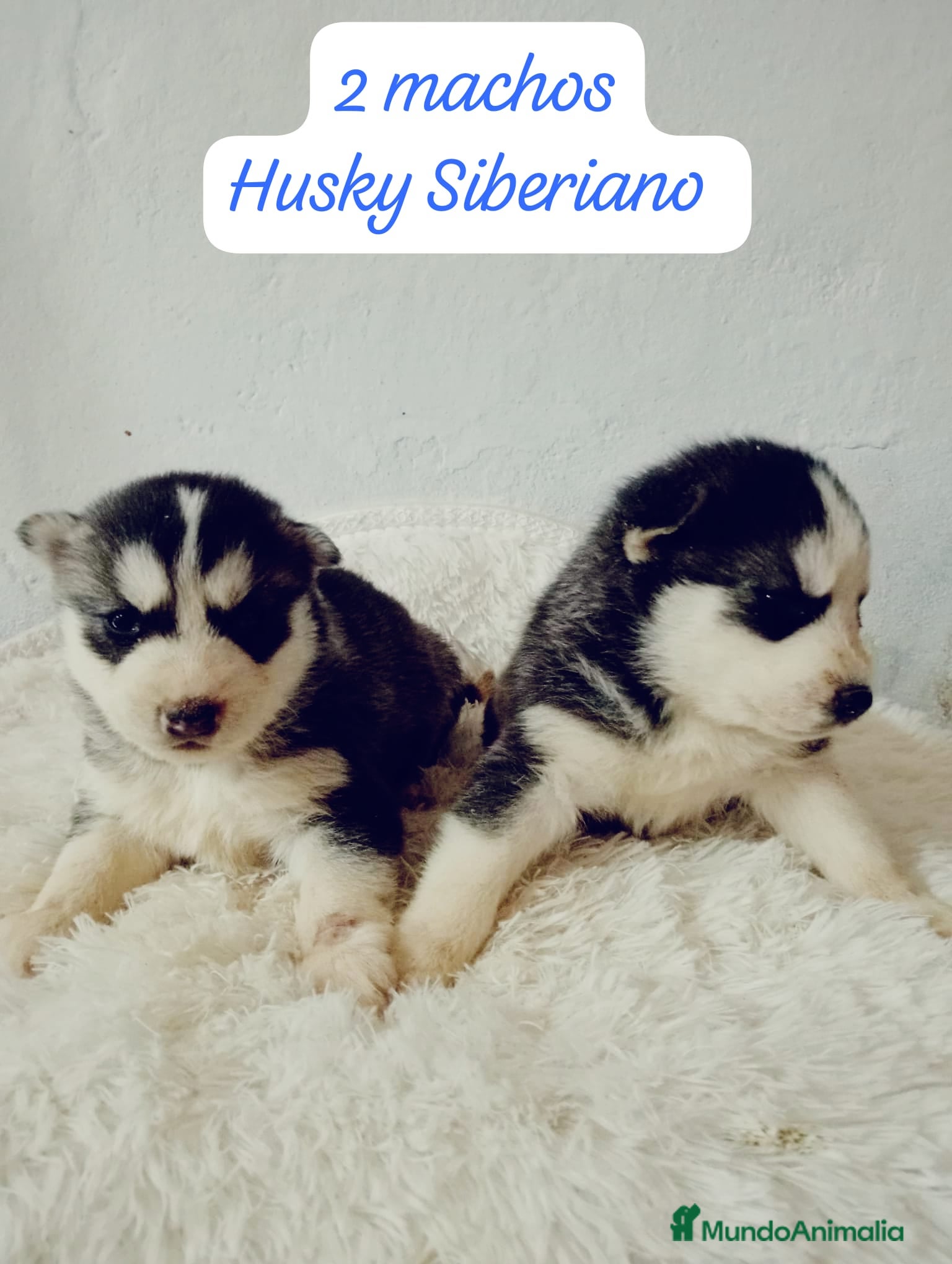 Husky Siberiano perros Husky siberiano  - Anuncio 1