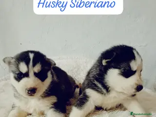 Husky Siberiano perros Husky siberiano - Anuncio 1