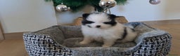 Pomerania perros en venta: Lulu de Pomerania  - Anuncio 2