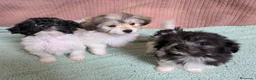 Bichón Habanero perros en venta: Machitos de bichon habanero - Anuncio 13