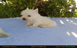 West Highland White Terrier perros en venta: Westy - Imagen 2