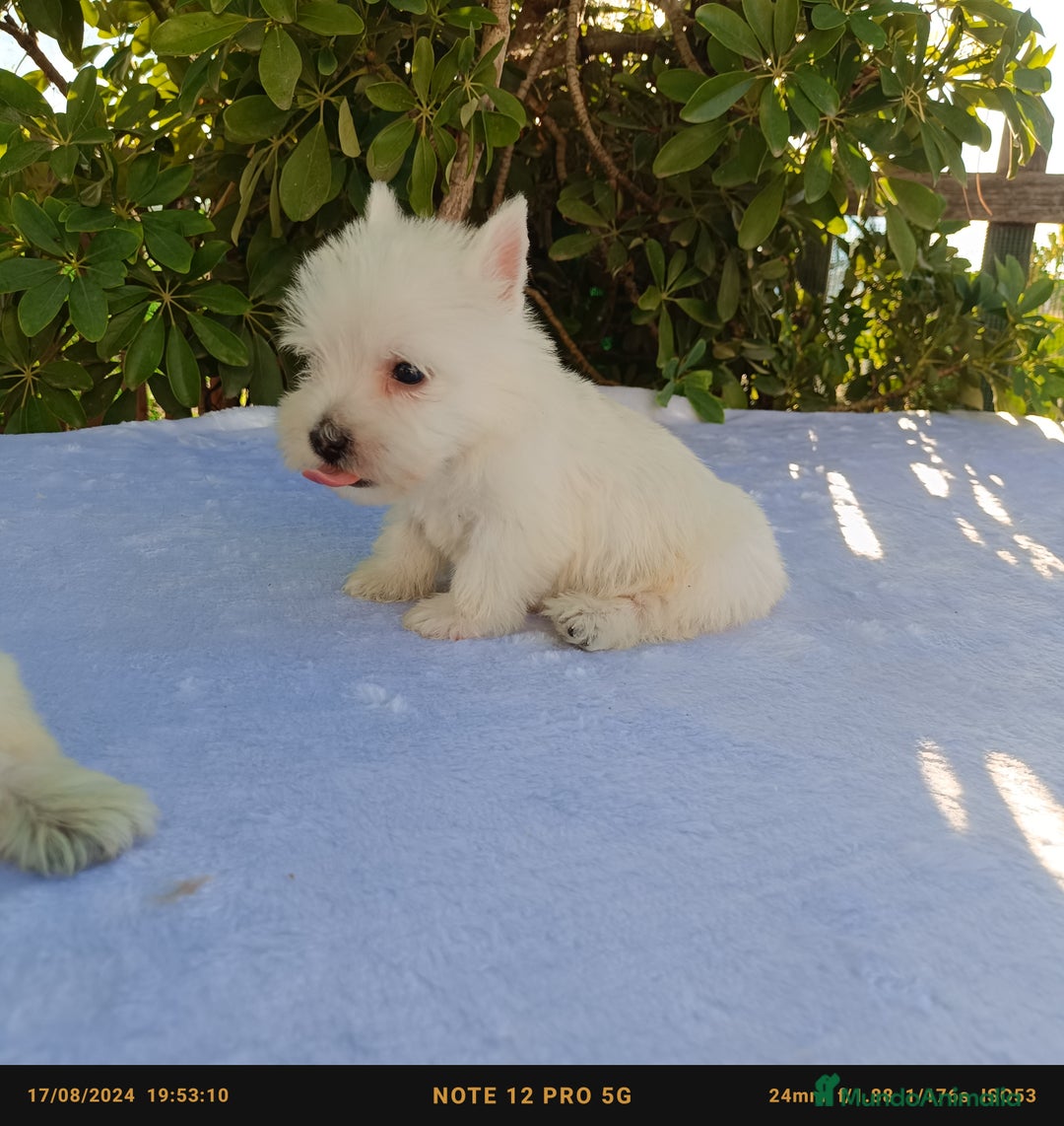 West Highland White Terrier perros en venta: Westy - Imagen 2