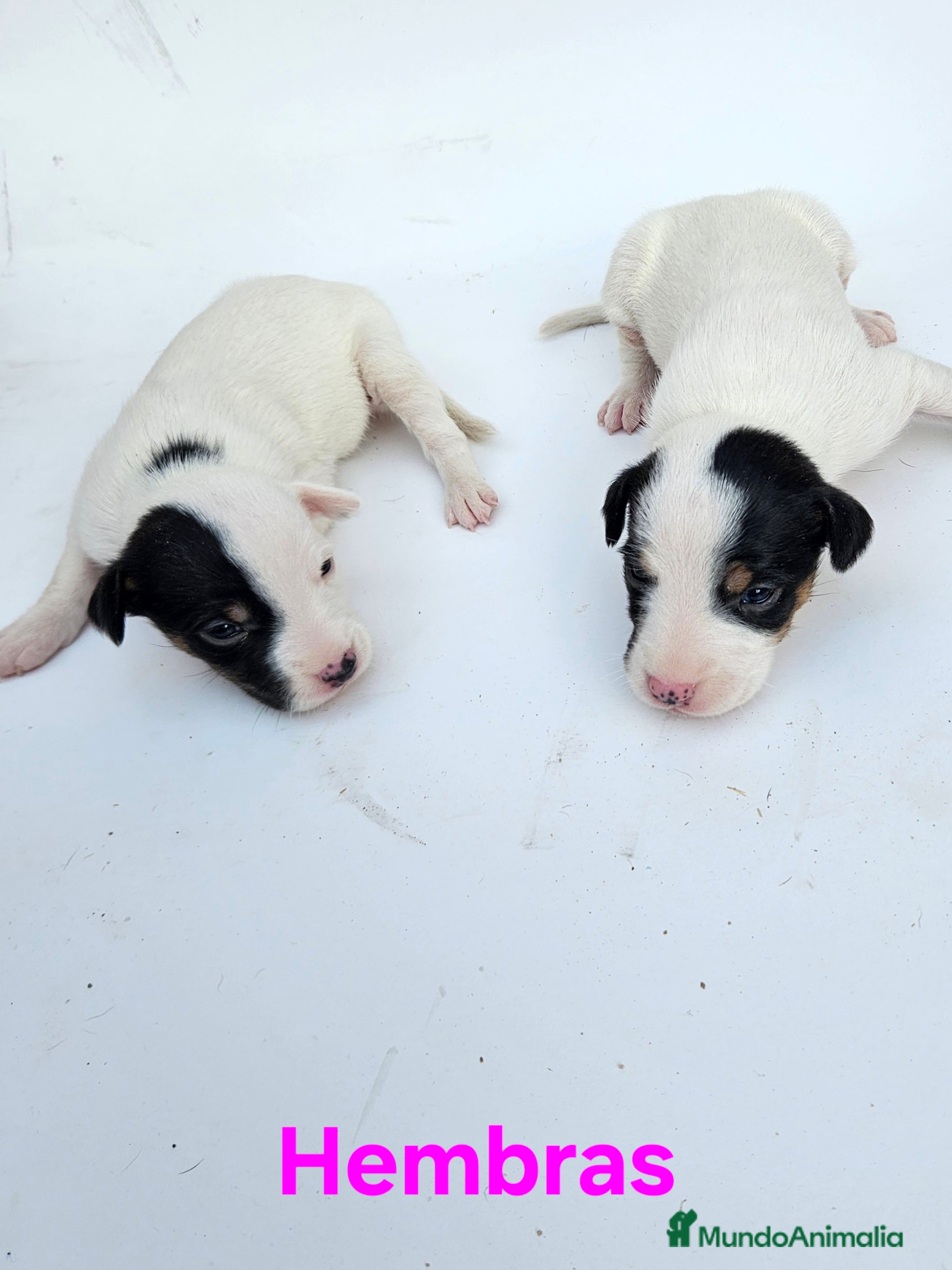 Ratonero Bodeguero Andaluz perros Bodegueros andaluces - Anuncio 10