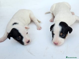 Ratonero Bodeguero Andaluz perros Bodegueros andaluces - Anuncio 5