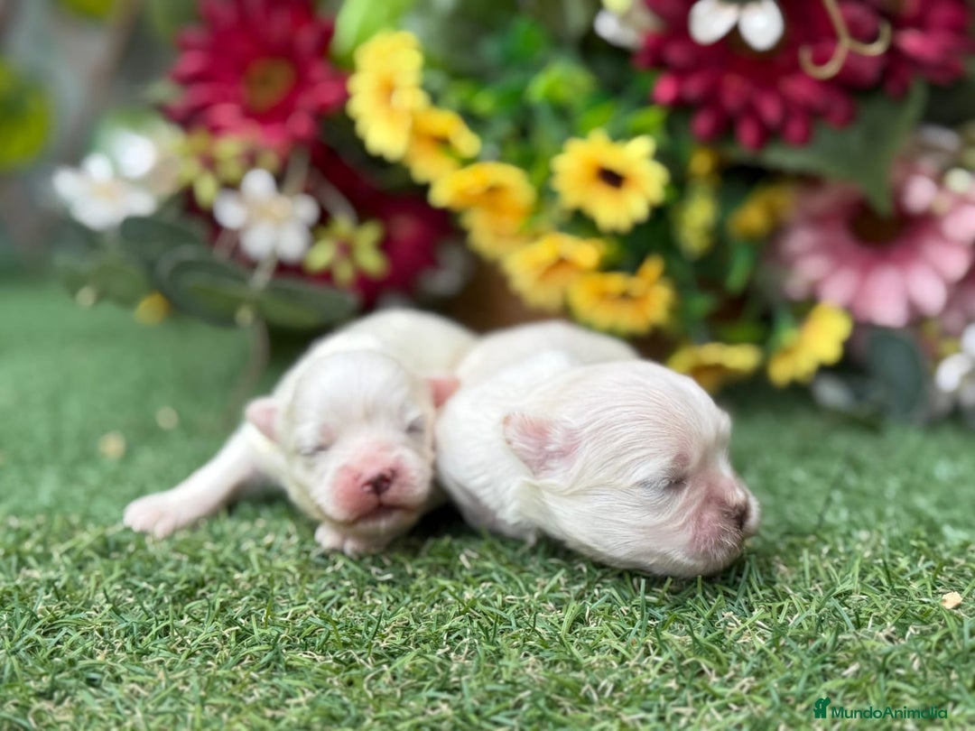 Bichón Maltés perros en venta: Bichón maltés mini toy  - Imagen 3