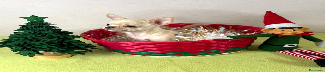 Chihuahua Cachorro 3