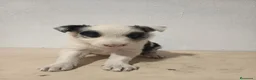 Border Collie perros en venta: BORDE COLLIE - Anuncio 5