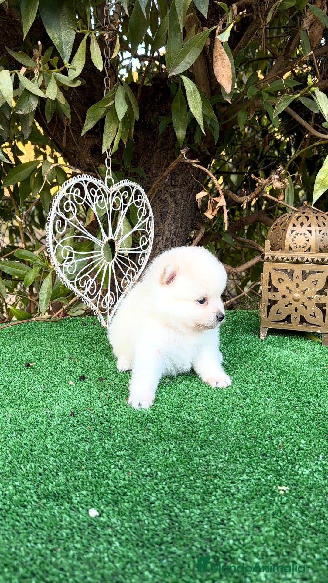 Pomerania perros Pomeranias lulu Toy ositos peluditos Blancos  - Anuncio 1