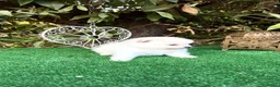 Pomerania perros en venta: Pomeranias lulu Toy ositos peluditos Blancos  - Anuncio 1