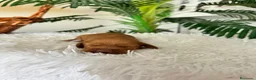 Cocker Spaniel Inglés perros en venta: COCKER SPANIEL INGLES - Anuncio 6