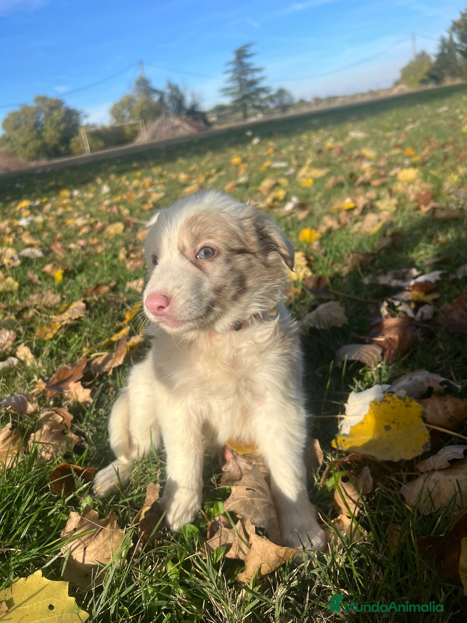 Border Collie perros Borde collie  - Anuncio 2