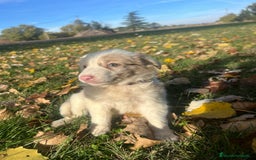 Border Collie perros en venta: Borde collie  - Imagen 2