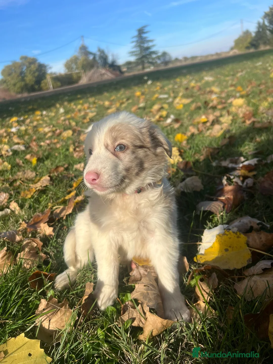 Border Collie perros en venta: Borde collie  - Anuncio 2