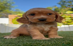 Cocker Spaniel Inglés perros en venta: COCKER SPANIEL INGLES - Imagen 3