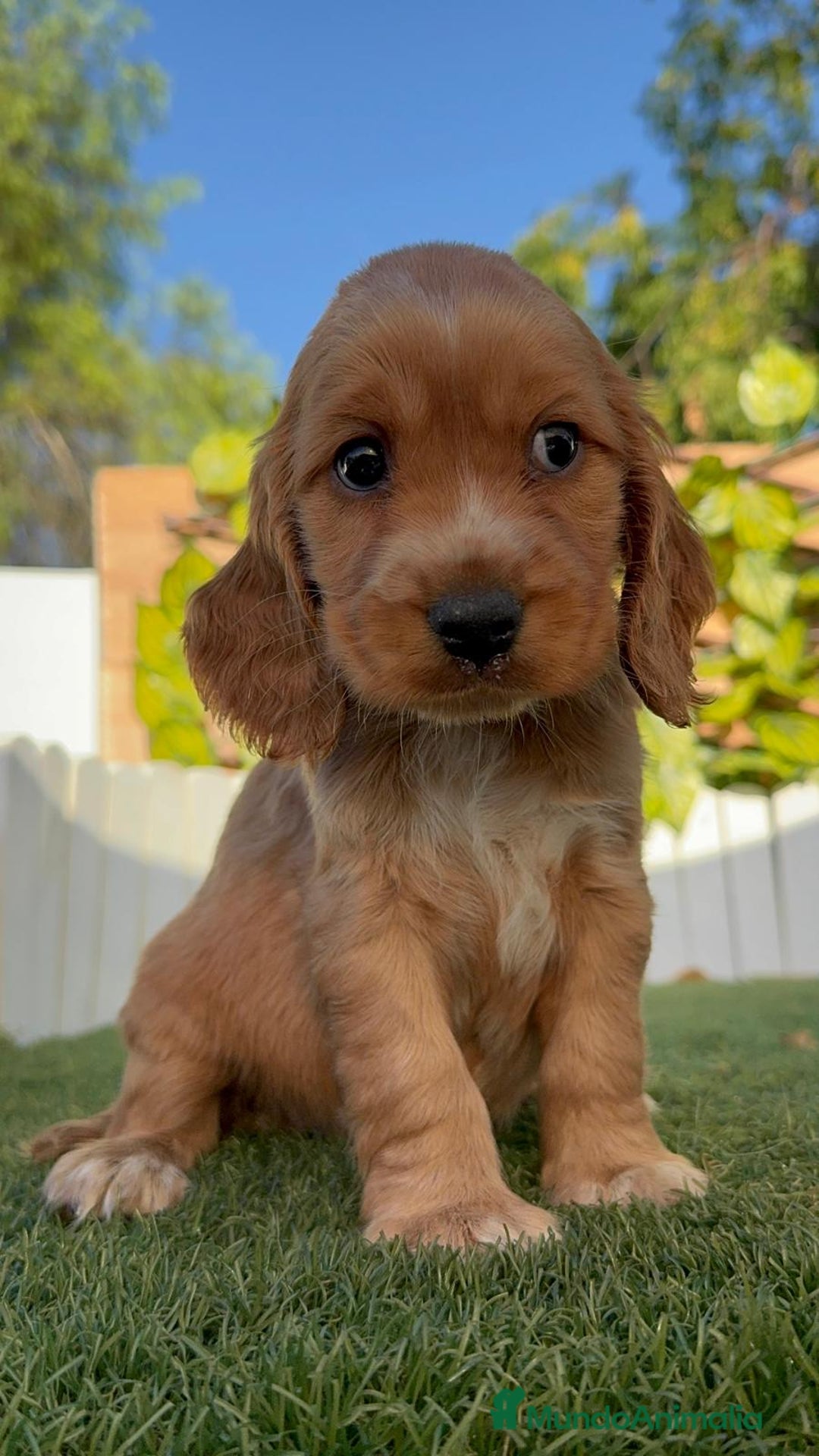 Cocker Spaniel Inglés perros en venta: COCKER SPANIEL INGLES - Imagen 3