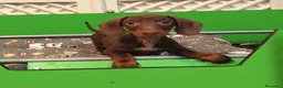 Teckel perros en venta: teckel chocolate - Anuncio 1