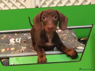 Teckel perros teckel chocolate - Anuncio 2