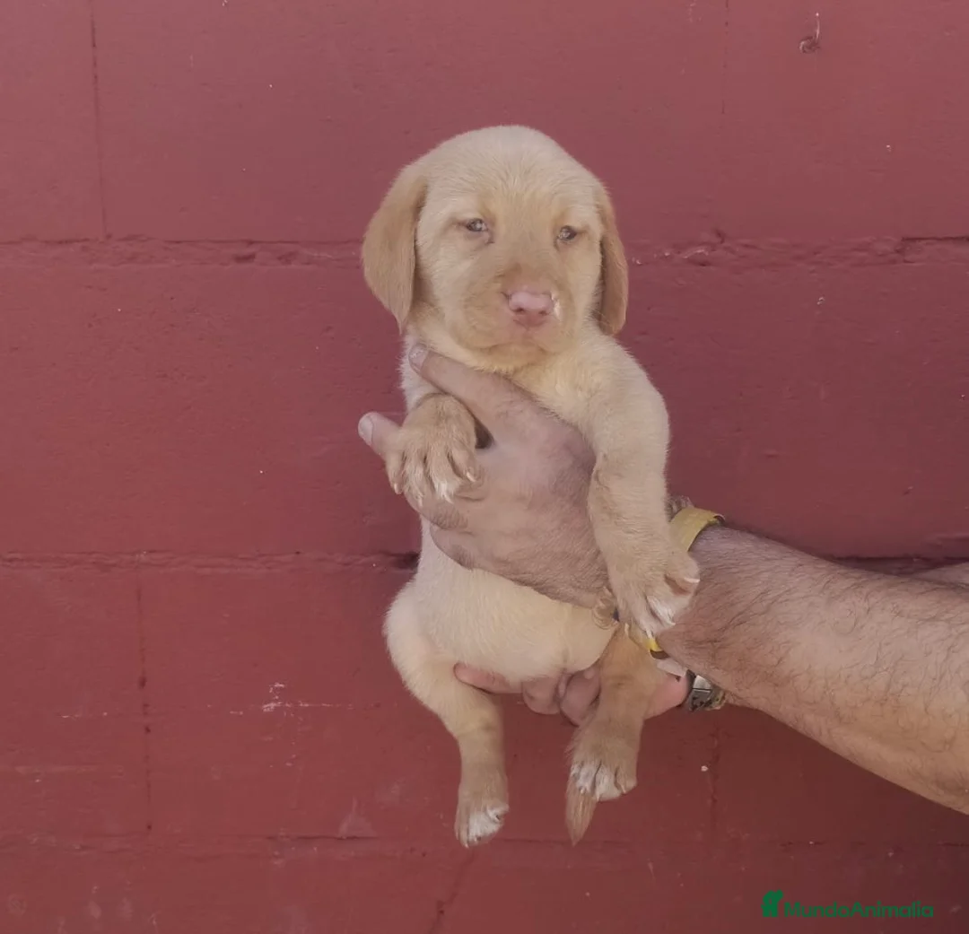 Labrador Retriever perros en venta: Labrador retriever Hembra dorada !!🐶🐾 en Málaga - Anuncio 1