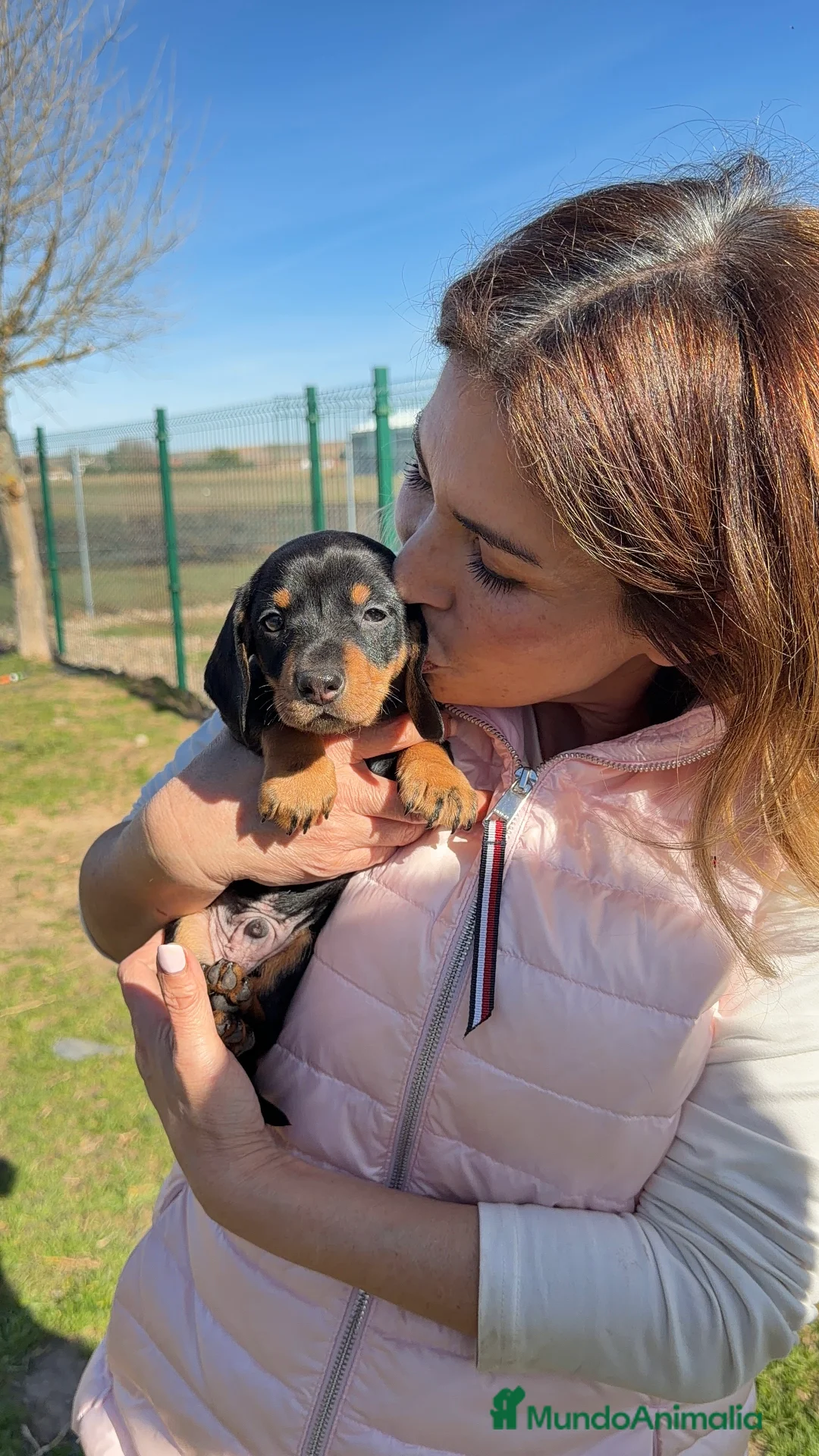 Teckel Miniatura perros en venta: Espectacular cachorro Teckel mini  negro fuego  - Anuncio 2