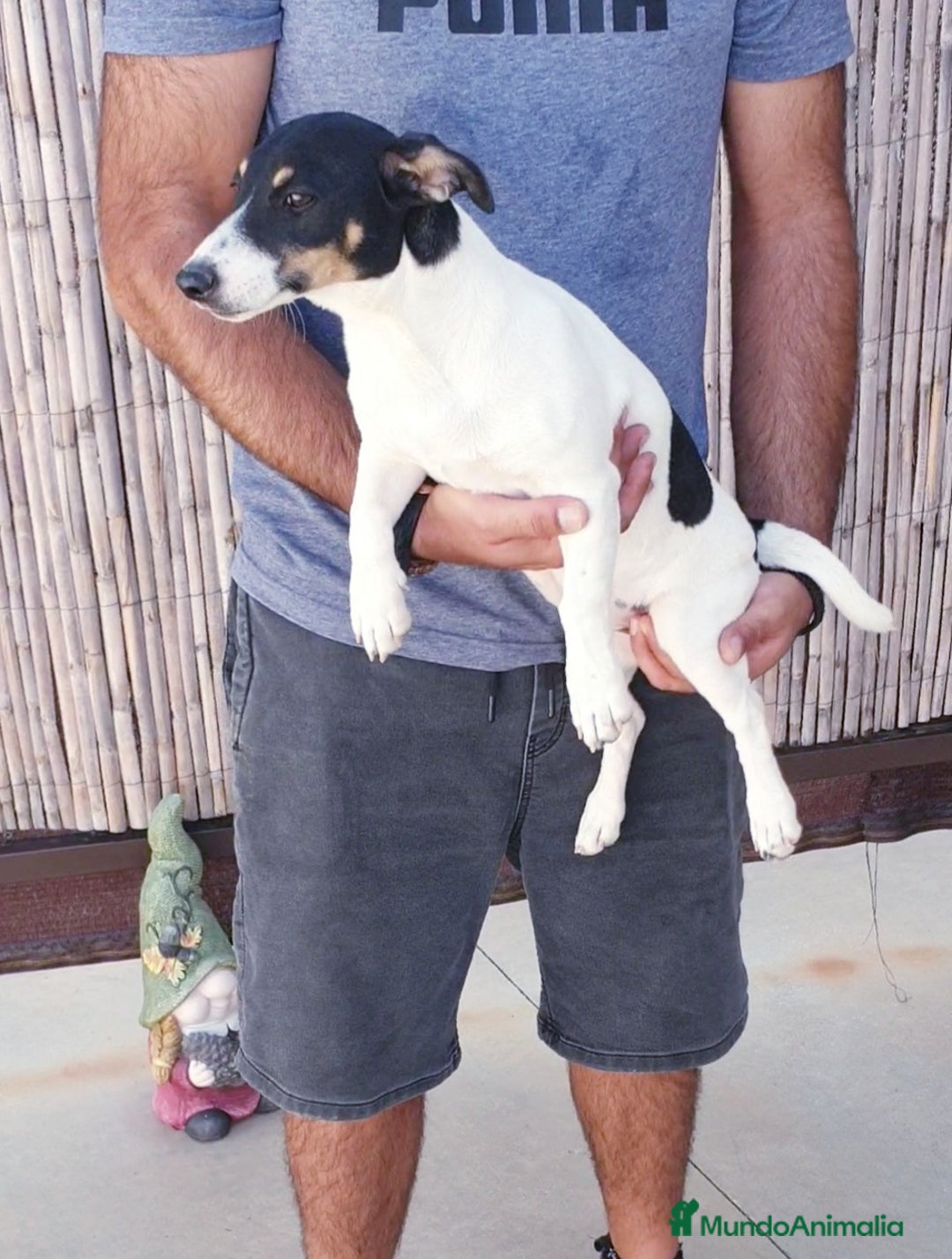 Jack Russell Terrier perros en venta: Hembra Jack Russell  - Imagen 1