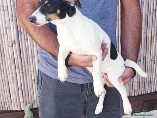 Jack Russell Terrier perros - Anuncio 1