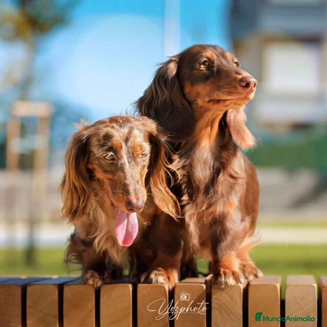 Teckel perros en venta: TUS CAPRICHOS CANINOS TECKEL DE PELO LARGO  en Cantabria - Anuncio 5