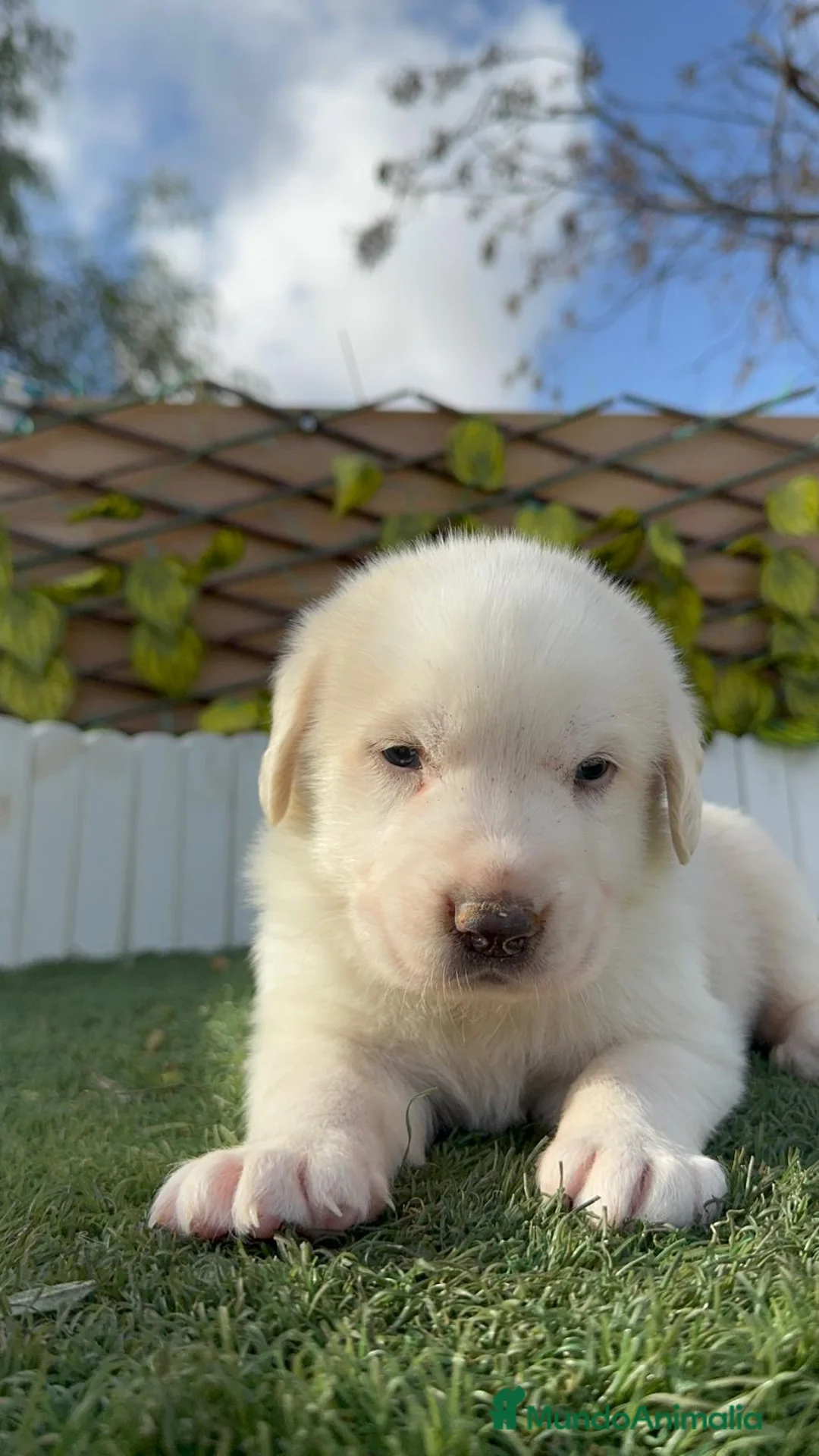 Mastín Español perros en venta: MASTIN ESPAÑOL - Anuncio 16