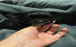 Chihuahua perros en venta: Chihuahua toy rusos pelo largo  - Anuncio 2