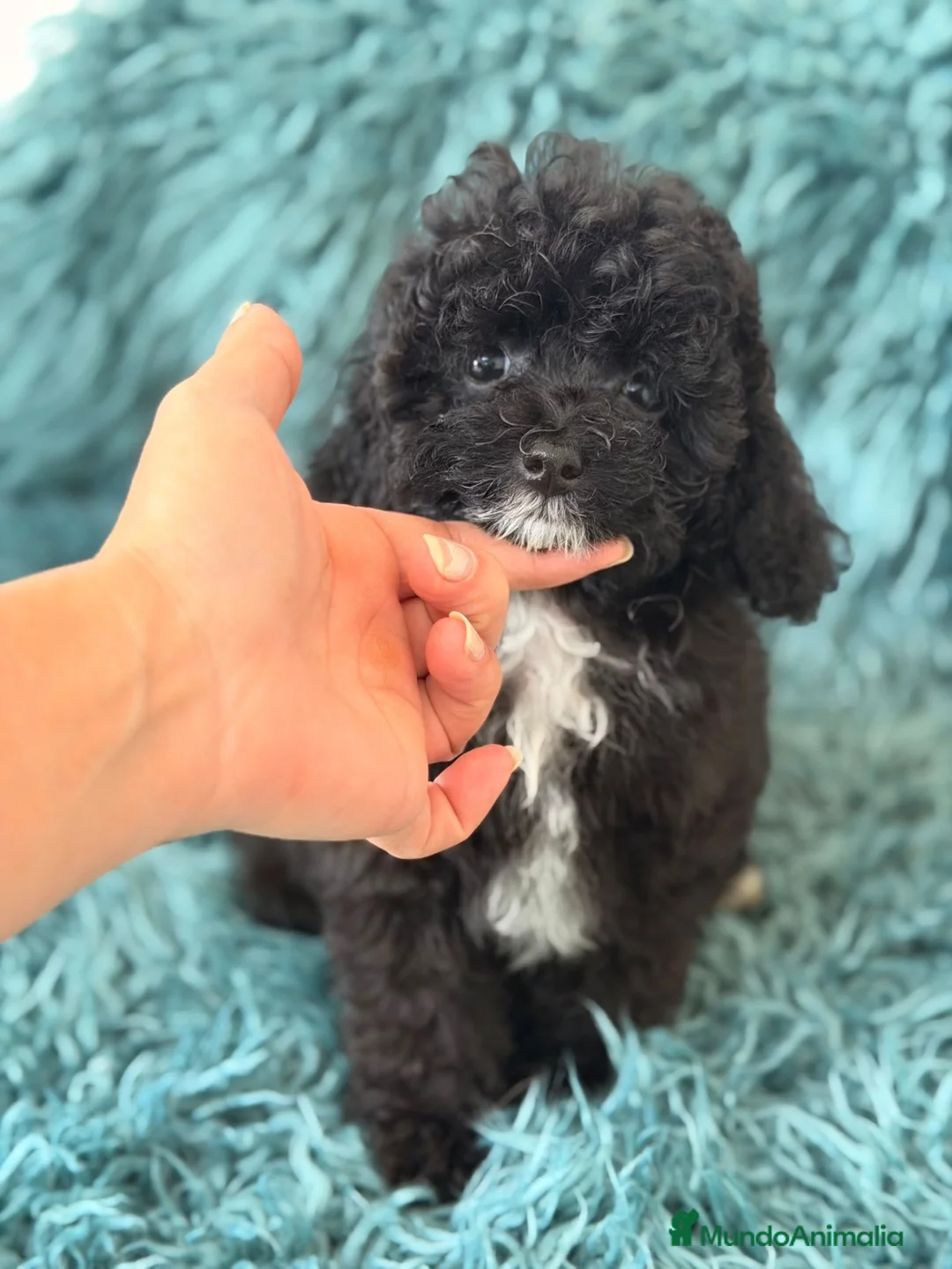 Caniche Toy perros en venta: Hembra caniche toy - Anuncio 1