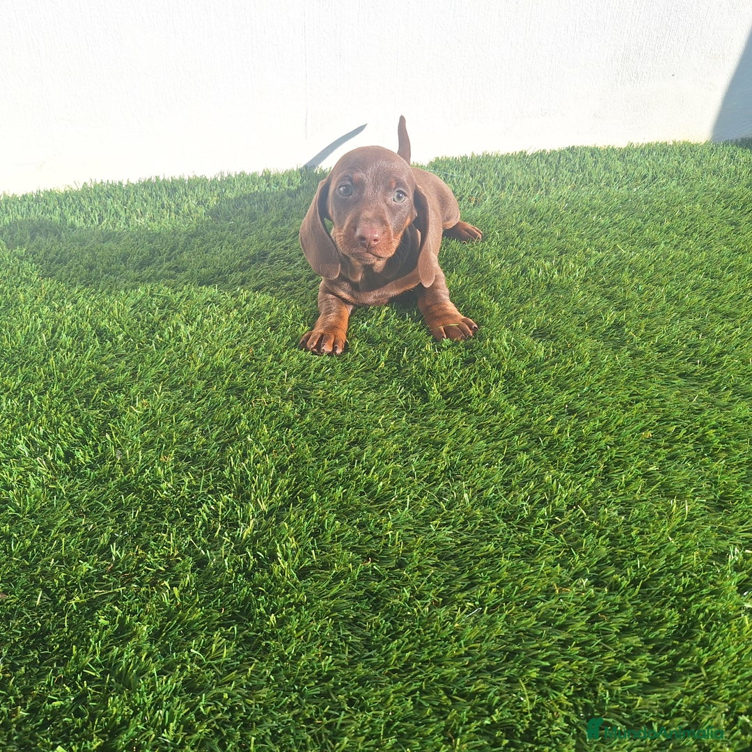 Teckel Miniatura perros en venta: TECKEL MINIATURA CHOCOLATE  - Anuncio 1