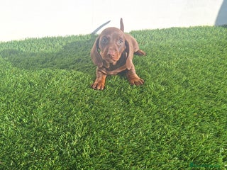 Teckel Miniatura perros TECKEL MINIATURA CHOCOLATE - Anuncio 2