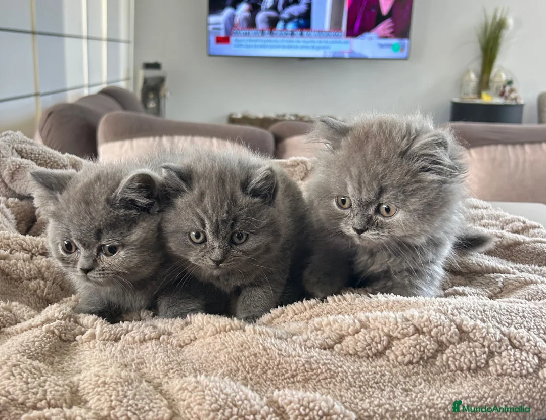 Británico de Pelo Corto Azul gatos en venta: British shorthair  - Anuncio 5