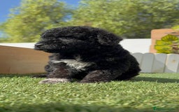Perro de Agua Español perros en venta: PERRO DE AGUA ESPAÑOL HEMBRA - Imagen 28