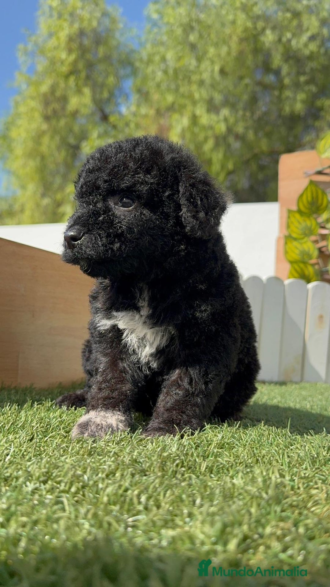 Perro de Agua Español perros en venta: PERRO DE AGUA ESPAÑOL HEMBRA - Imagen 28
