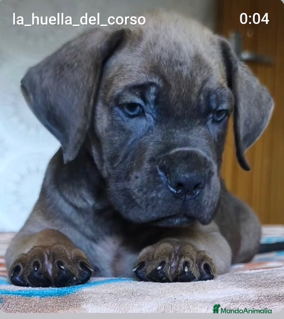 Cane Corso perros Cane corso hijos de campeones  - Anuncio 1