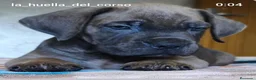 Cane Corso perros en venta: Cane corso hijos de campeones  - Anuncio 1