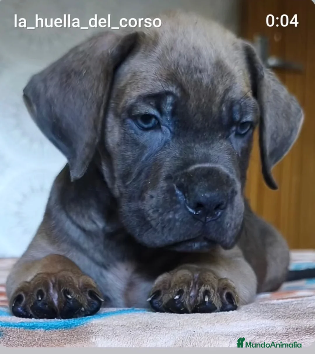 Cane Corso perros en venta: Cane corso hijos de campeones  - Anuncio 1
